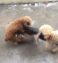 喜欢泰迪的人别来搞事了泰迪带来的灾祸全因你们