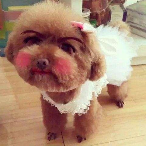 当狗狗化了妆后是千娇百媚还是只有惊没有喜