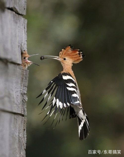      看到这只可爱的傻乎乎的小鸟