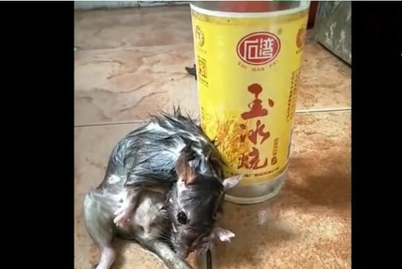 看这位爱喝酒的男子是怎么虐待老鼠的
