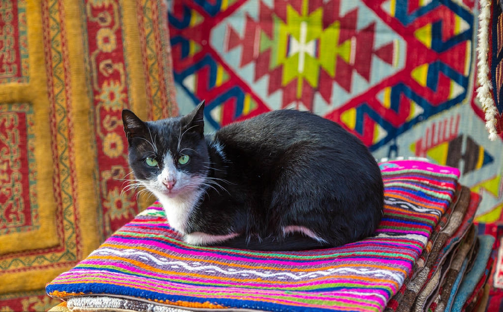 高贵神秘,伊斯坦布尔的猫,图志