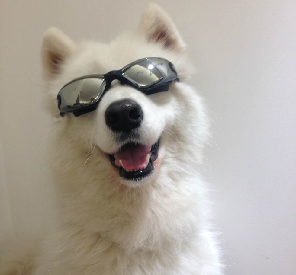 omg原来萨摩耶是表情帝