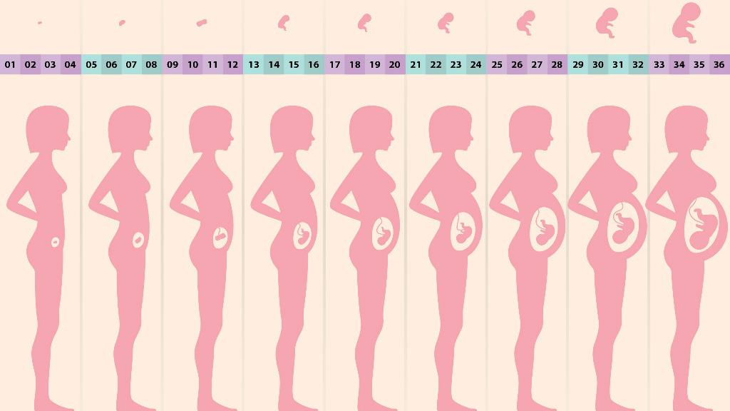 孕期十个月, 胎宝每个月都在发生大变化, 收集齐全了