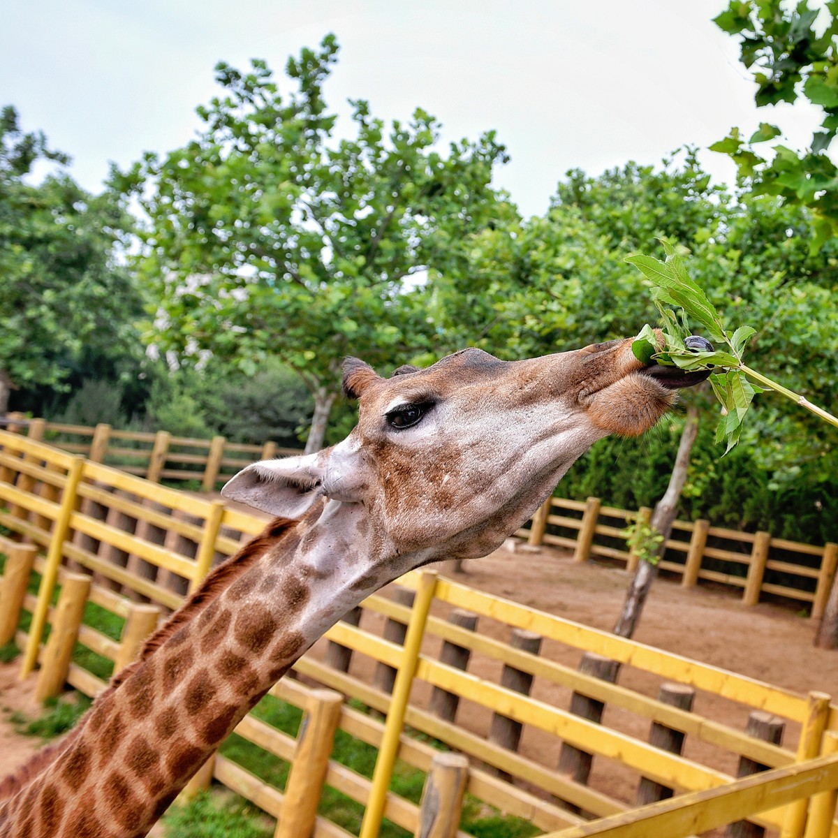 西霞口神雕山野生动物园.真正的一园看遍世界.