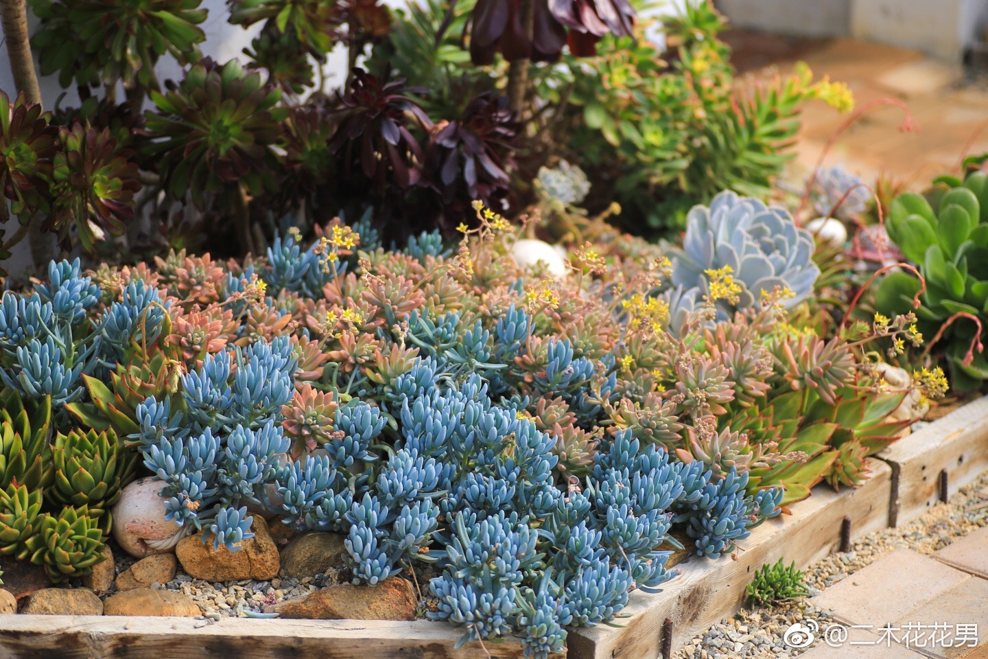 告诉你们,二木花园不但没有关,现在里面的植物都美得很呢!