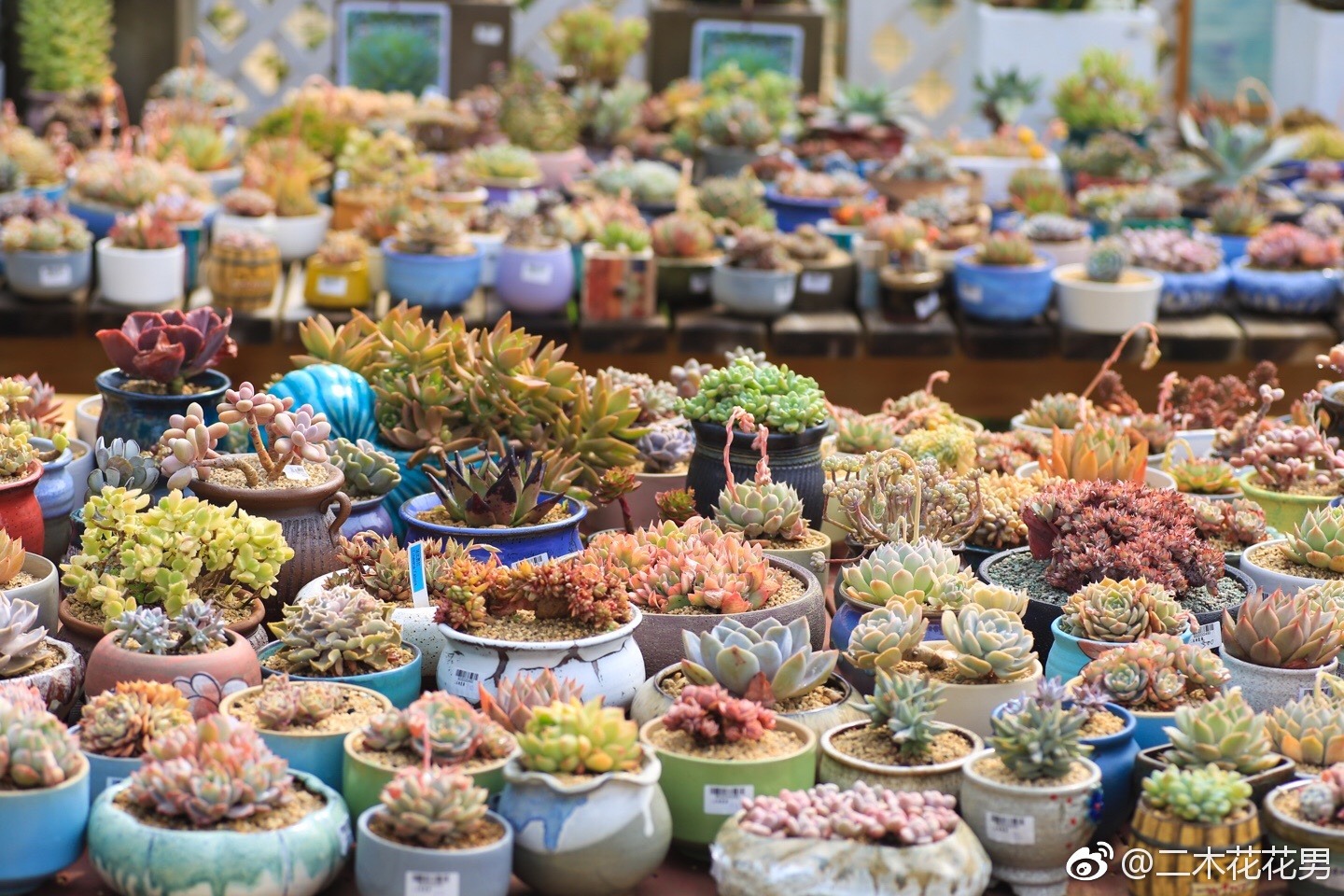 告诉你们,二木花园不但没有关,现在里面的植物都美得很呢!