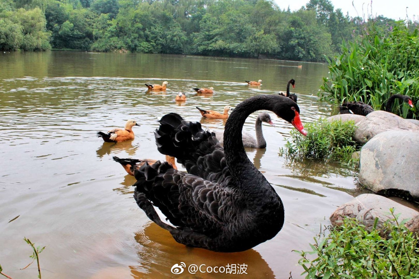 成都大熊猫基地天鹅湖做一只骄傲的天鹅把水上昂首前行的优雅