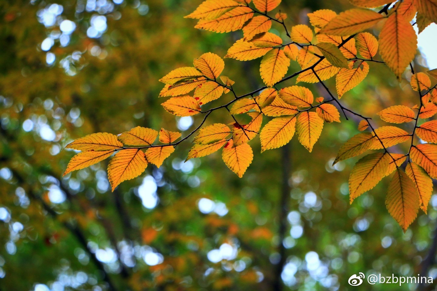 秋日的榉树叶|榉树|红褐色|凉风_新浪新闻