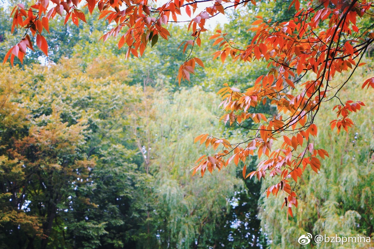 秋日的榉树叶|榉树|红褐色|凉风|秋意|一棵树_新浪新闻