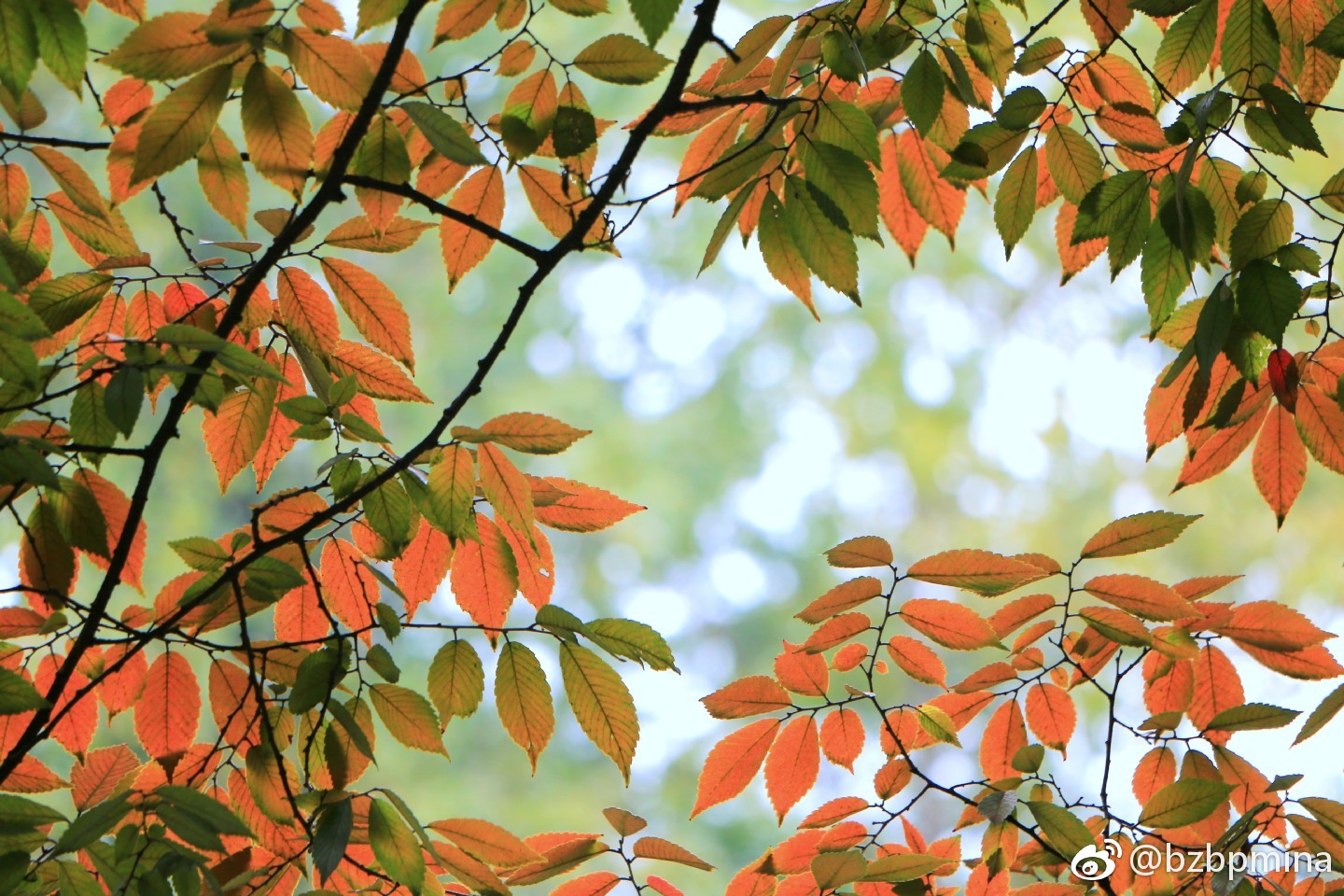 秋日的榉树叶|榉树|红褐色|凉风_新浪新闻