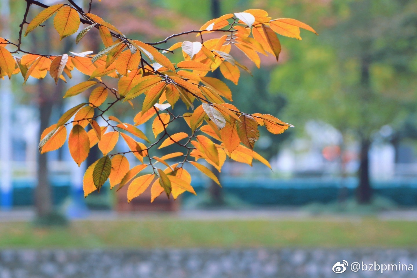 秋日的榉树叶|榉树|红褐色|凉风|秋意|一棵树_新浪新闻