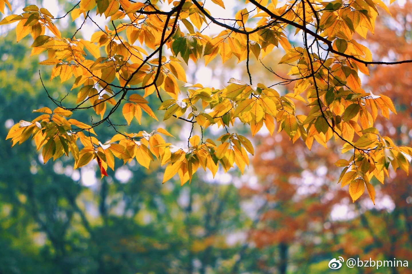 秋日的榉树叶|榉树|红褐色|凉风|秋意|一棵树_新浪新闻