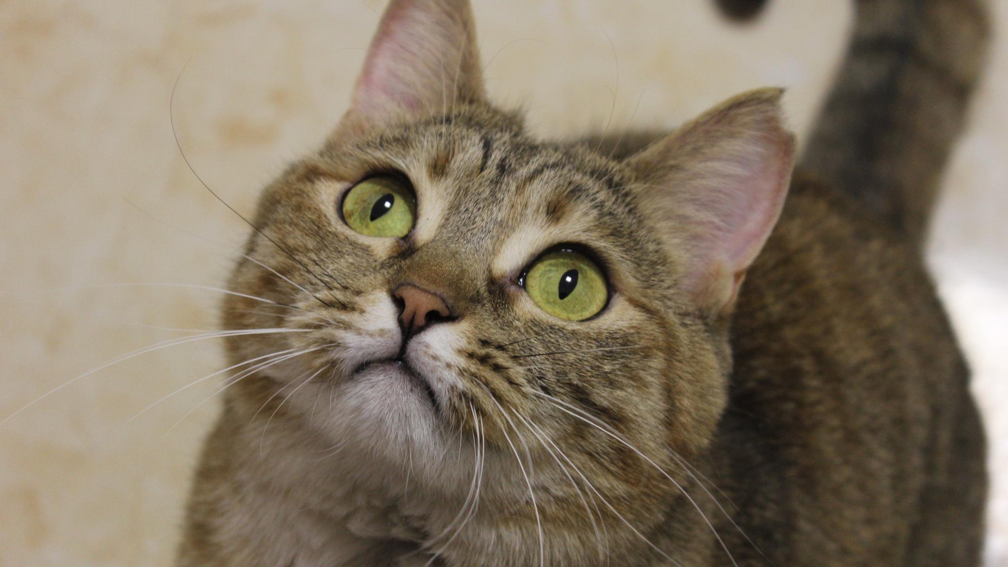 真相让很多铲屎官感动到流泪