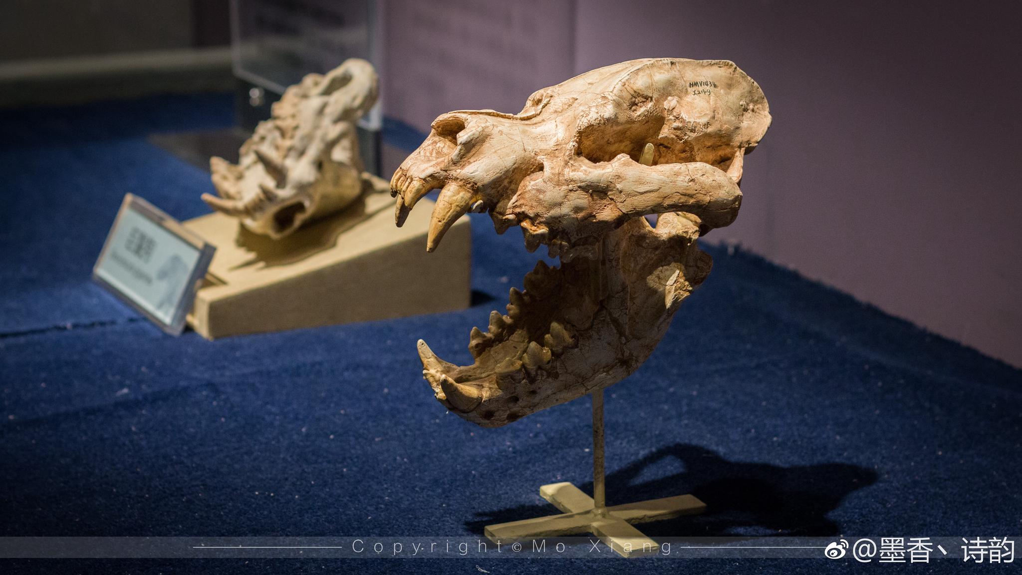 和政古动物化石博物馆收藏了六项世界之最:世界上独一无二的和政羊