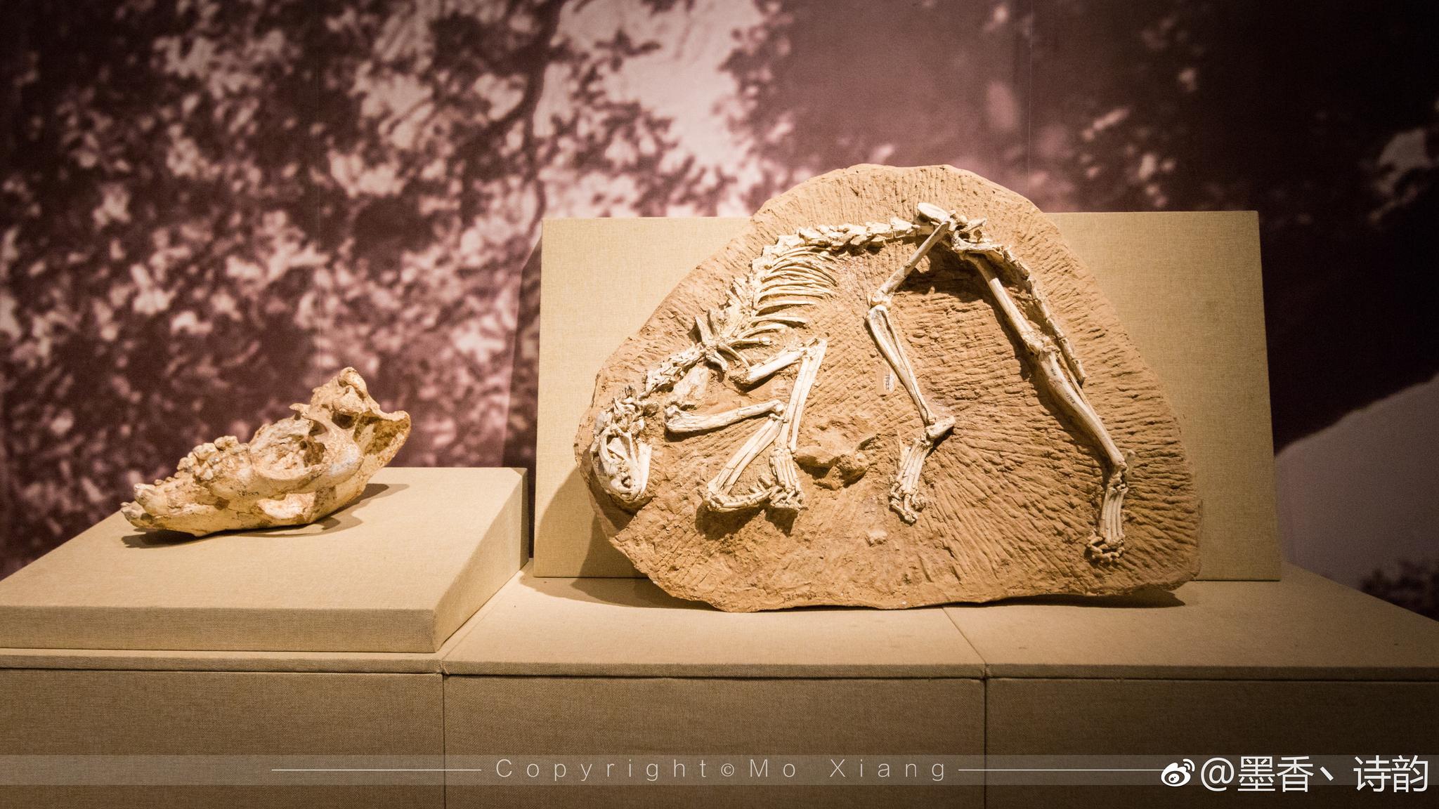 和政古动物化石博物馆收藏了六项世界之最:世界上独一无二的和政羊