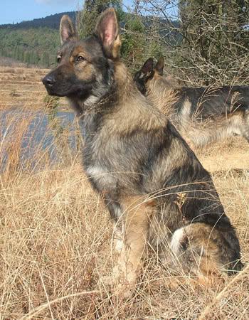 昆明犬有这么多优点,怪不得这么吃香,深受人们的喜爱!