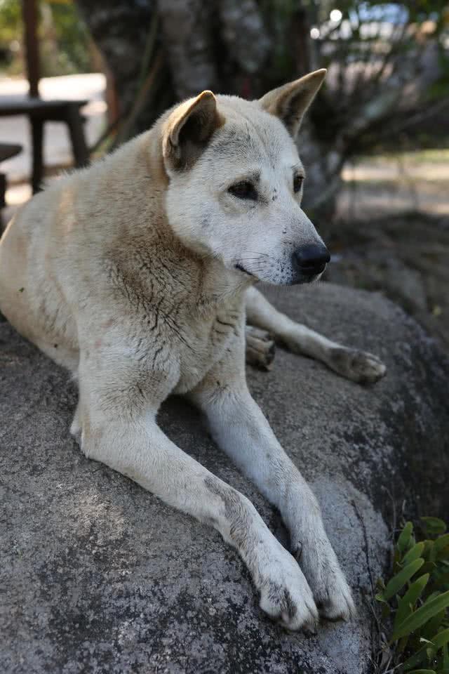怀孕土狗咬伤小偷后离家出走,半个月后带着小狗回到家里自首
