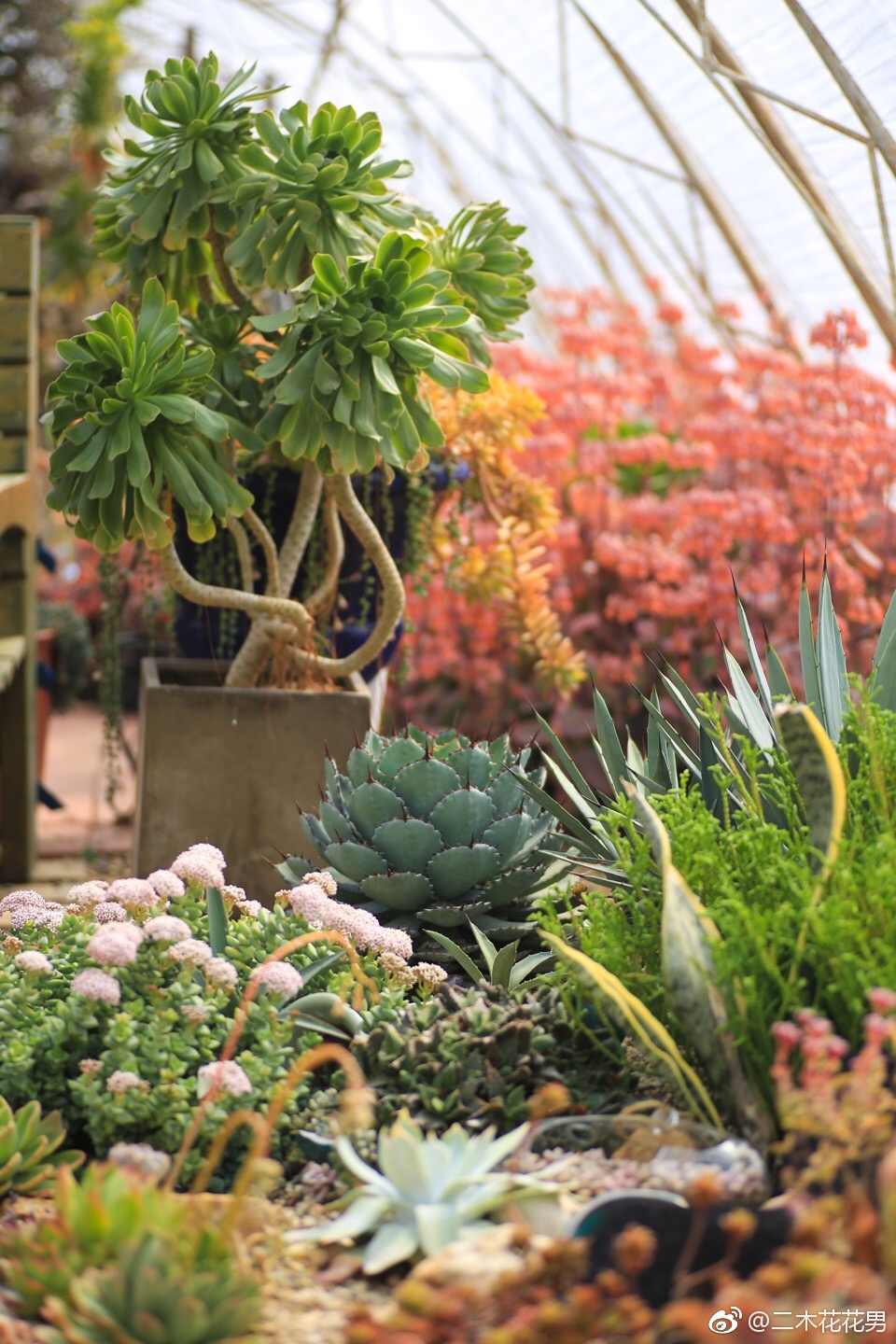 告诉你们,二木花园不但没有关,现在里面的植物都美得很呢!