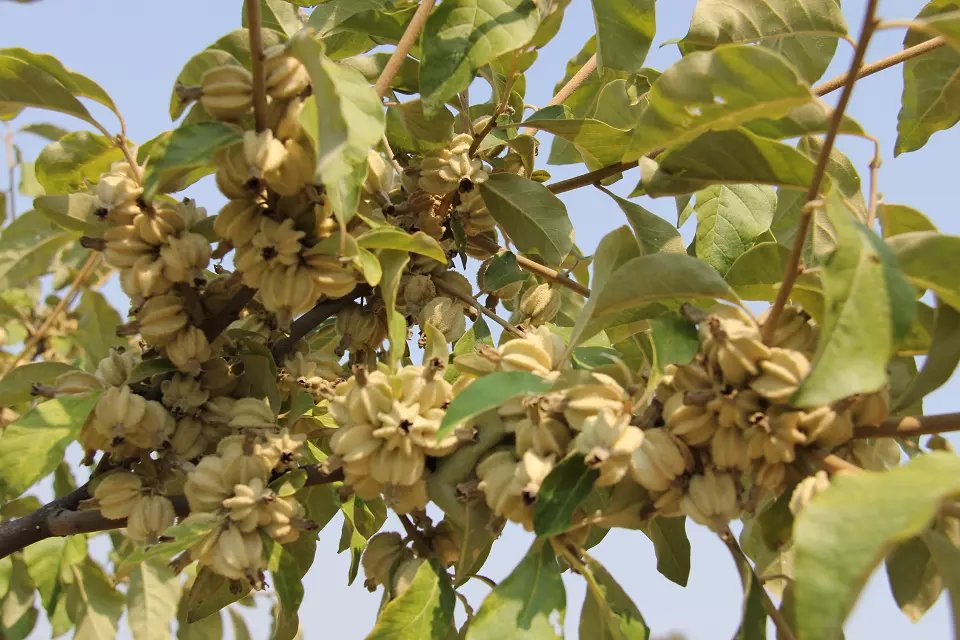 农村一种长寿树,经历过恐龙时代,人称"砍不死",全身都是宝|翅果油树