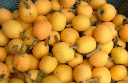 它是农村里常见的黄果子,非常的有营养,网友:果然是防病小能手