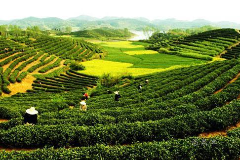 专访信阳毛尖优质产地茶人陈良永 以茶为媒谱写茶乡发展