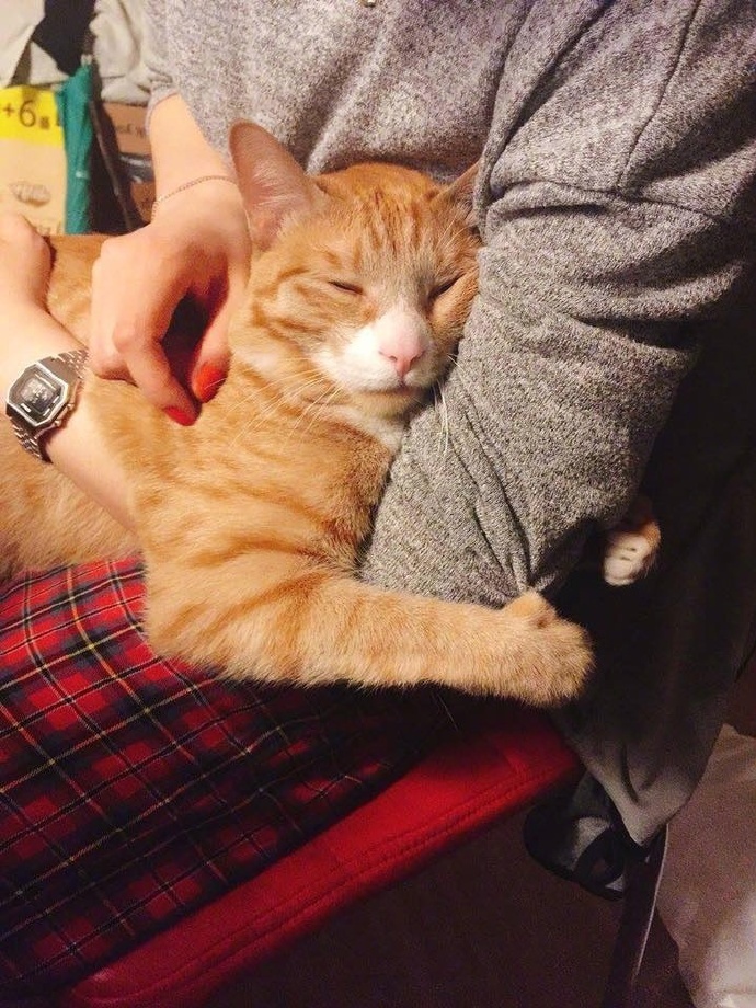 橘猫喜欢抱着主人的手臂这胖嘟嘟的摸起来一定很爽