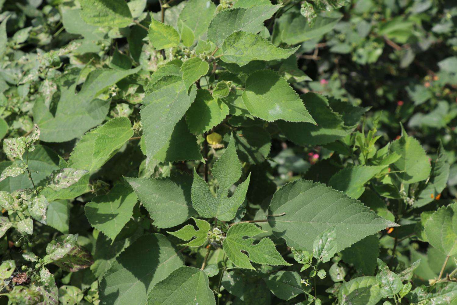 它是农村一大害树,农民见到就砍,有人把它当"摇钱树"亩入5千