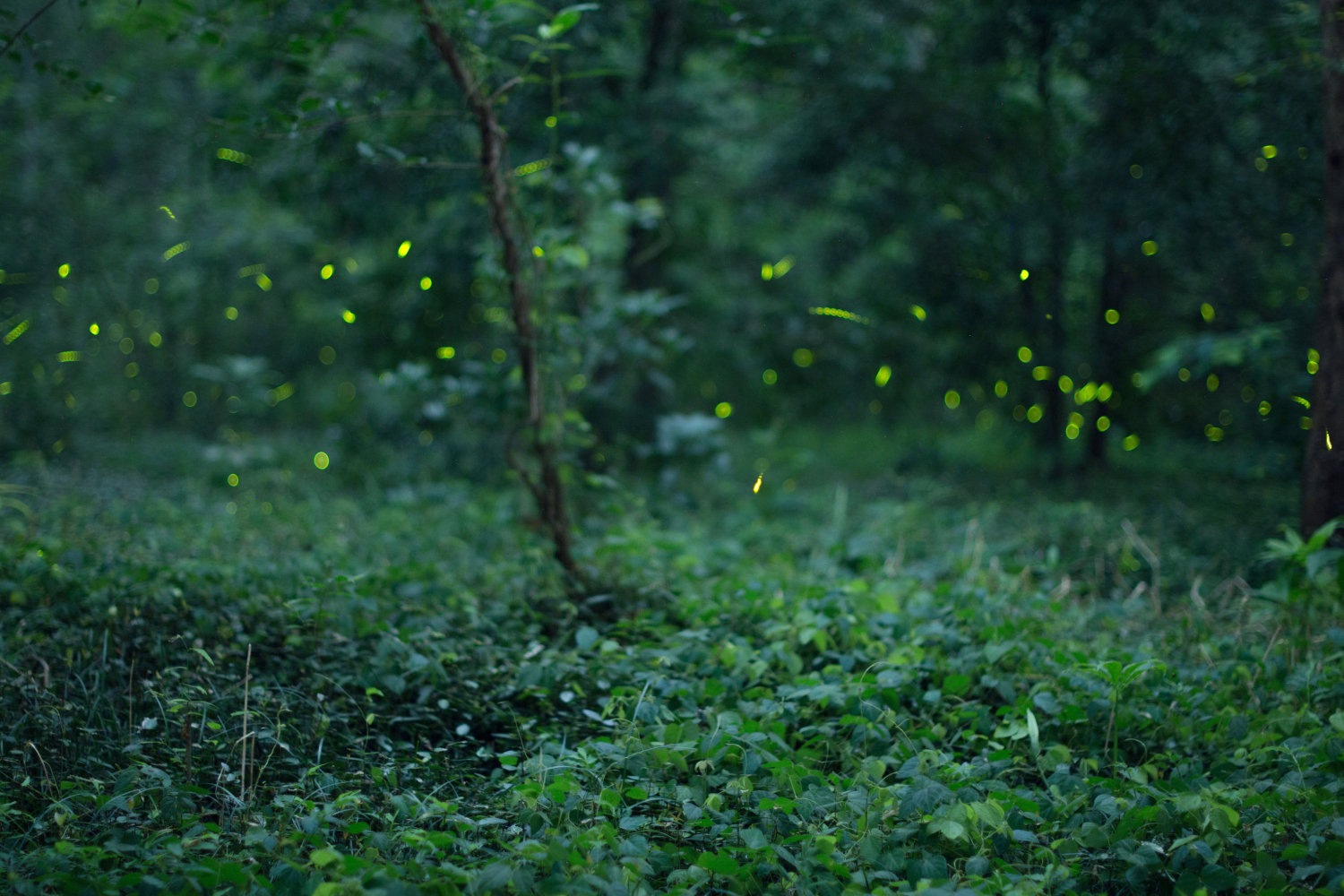 黑夜中的精灵,南京紫金山萤火虫,梦幻壮观如童话世界