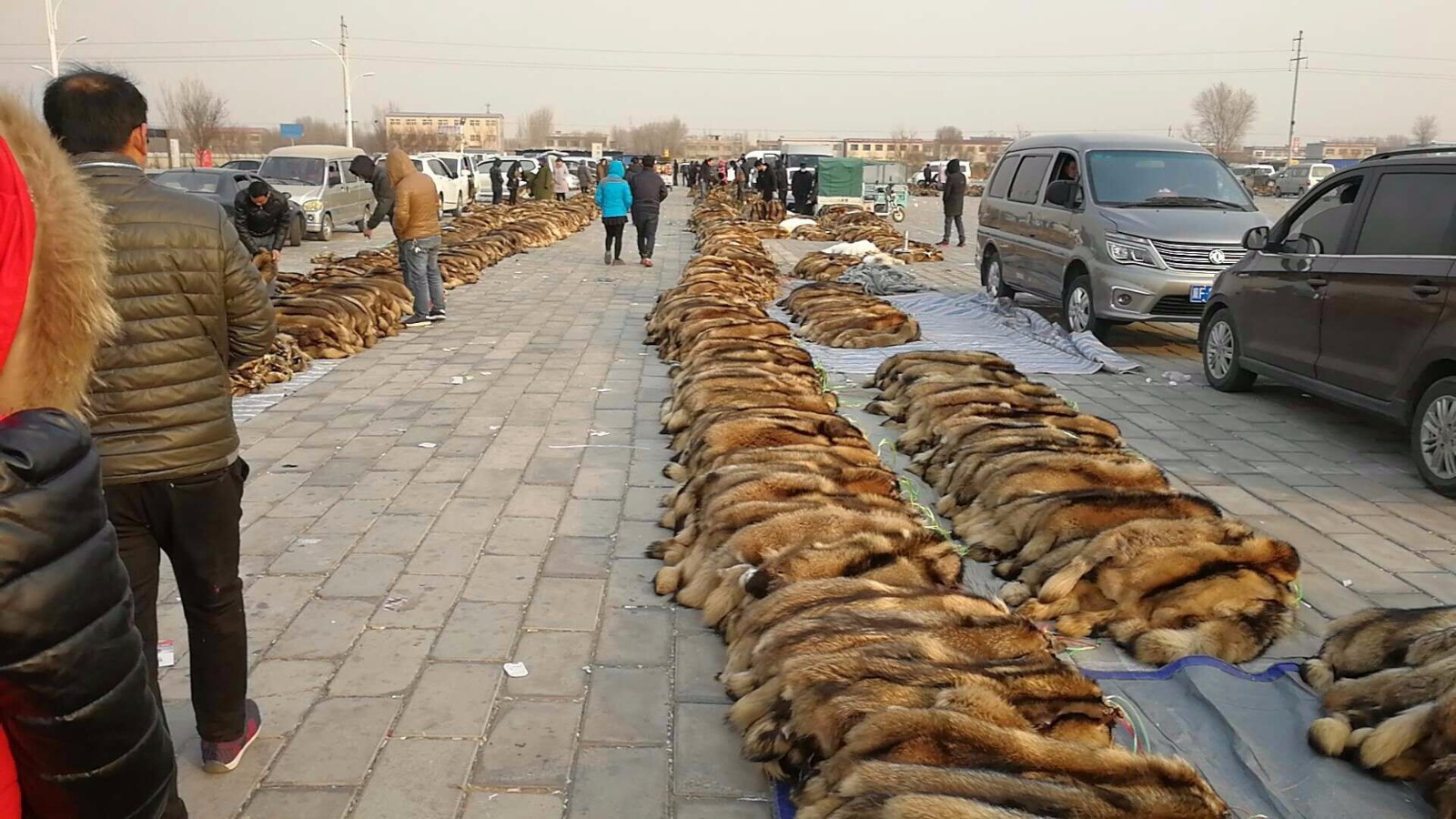 河北省衡水市的大营镇,这里因为皮草而全国出名,大营与辛集,尚村等