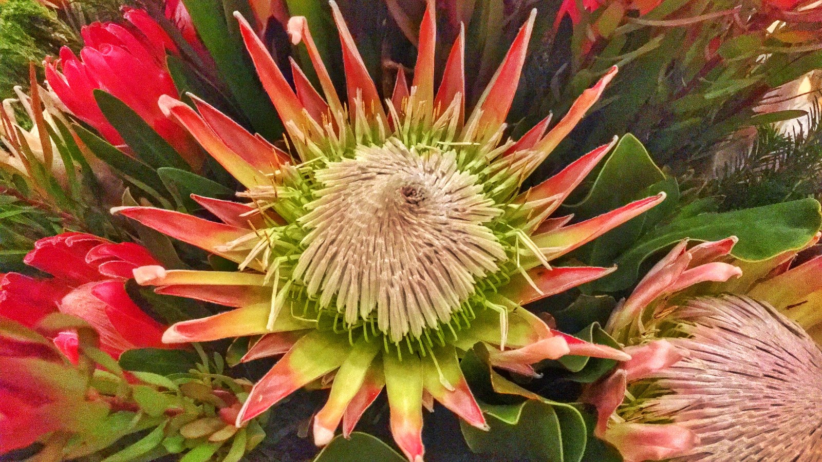 南非为什么把帝王花作为国花来一睹花中之王的风采