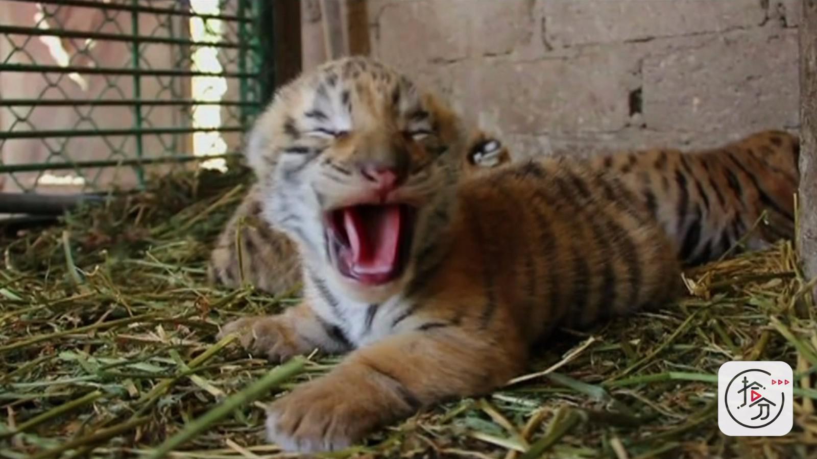 刚出生的小老虎迷迷糊糊睁不开眼,一个个嗷嗷待哺的样子萌翻众人