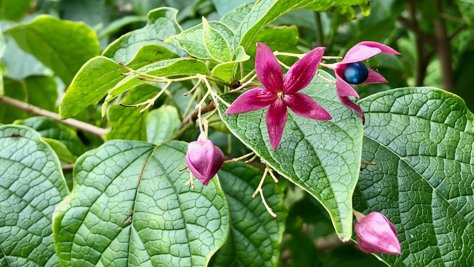 海州常山:花和果都很有特点,马鞭草科植物