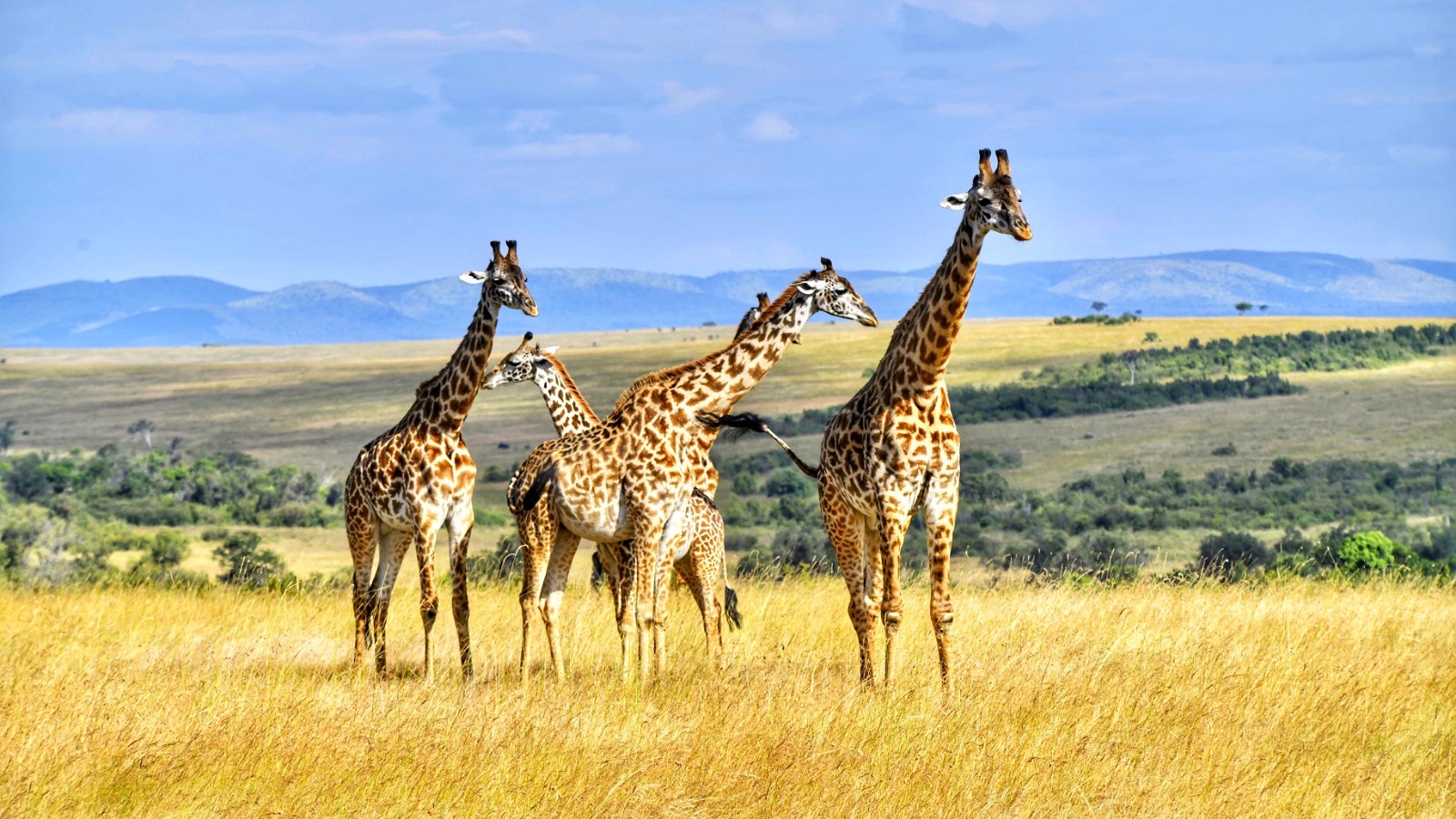 非洲肯尼亚旅拍专业摄影团野生动物迁徙之旅_江西摄影家俱乐部