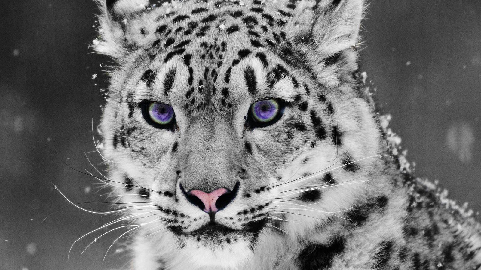 这种猛兽被称为雪地之王,平时神出鬼没,因皮毛值钱如今濒临灭绝