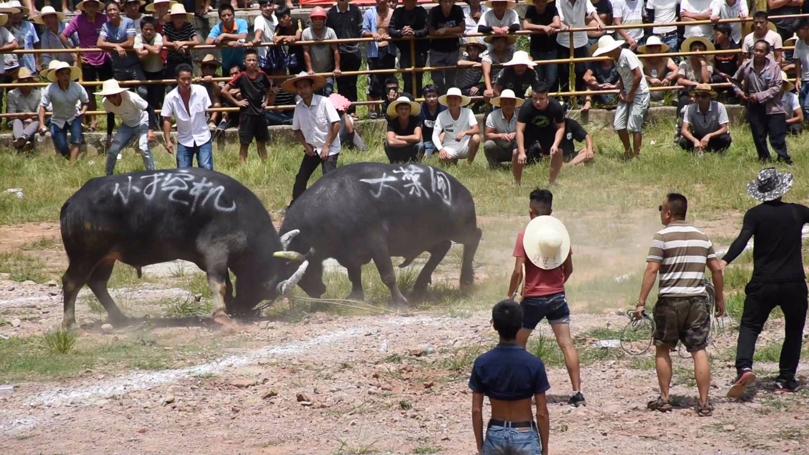 牛王脾气太猛 牛主只能远远的牵着走 要是你敢牵吗