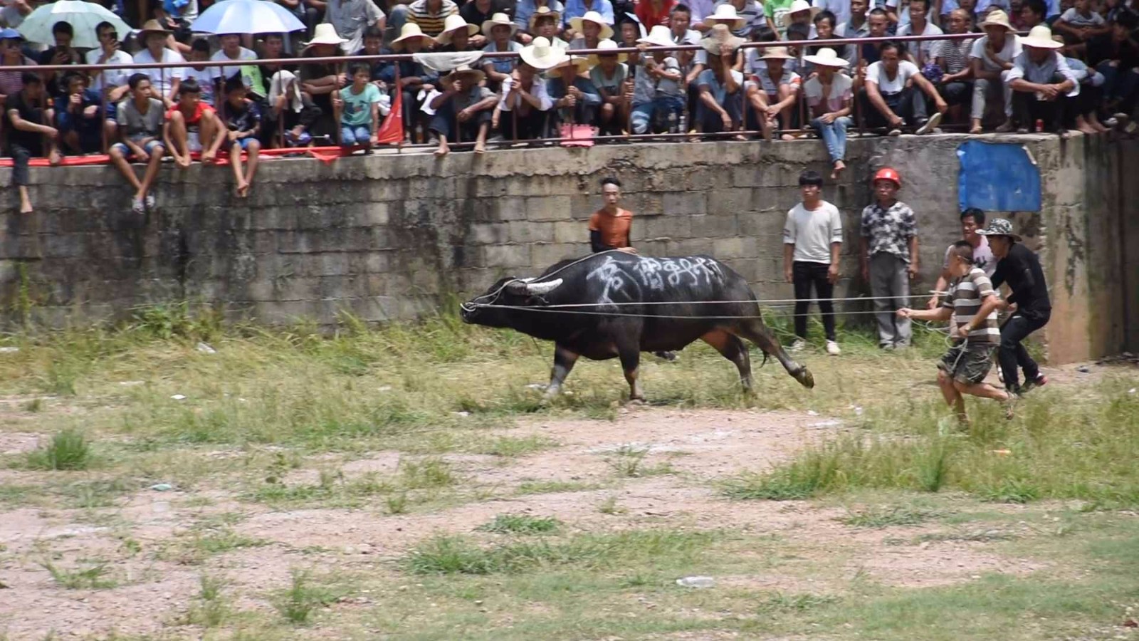 牛王脾气太猛 牛主只能远远的牵着走 要是你敢牵吗