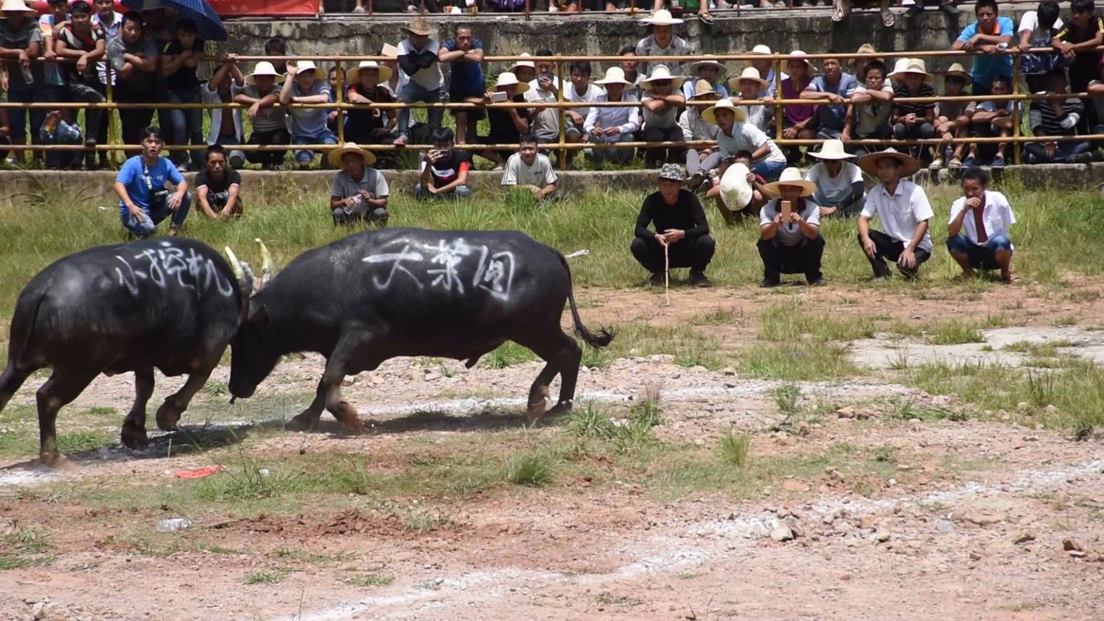 牛王脾气太猛 牛主只能远远的牵着走 要是你敢牵吗