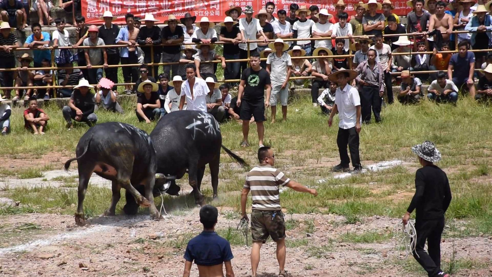 牛王脾气太猛 牛主只能远远的牵着走 要是你敢牵吗