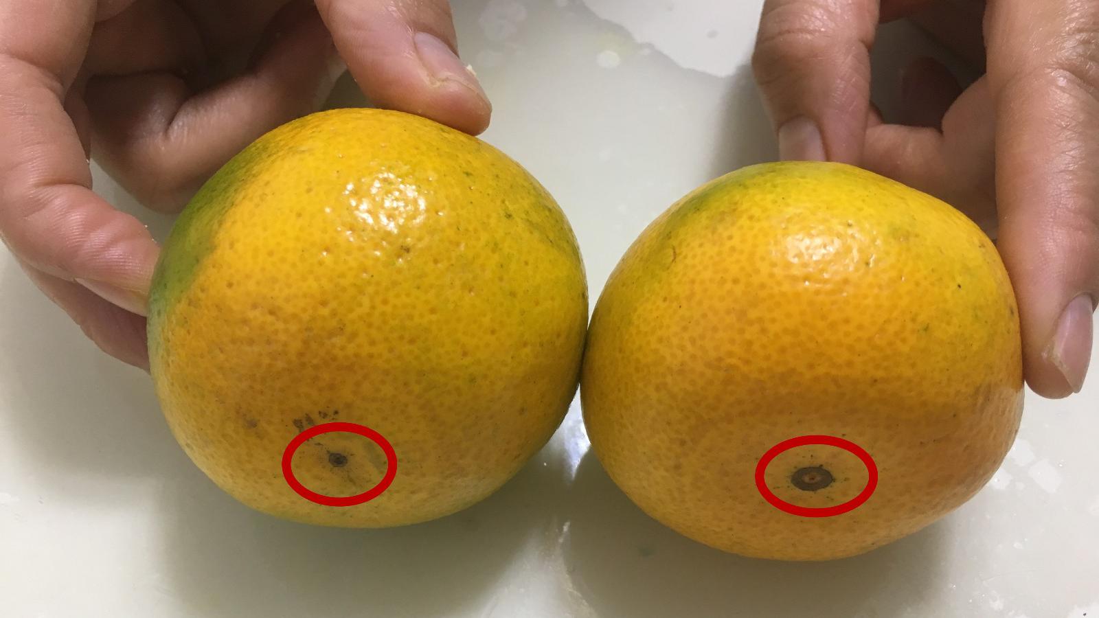 母桔子比公桔子更甜?你学会这3招,每次都能买到皮薄肉甜的桔子