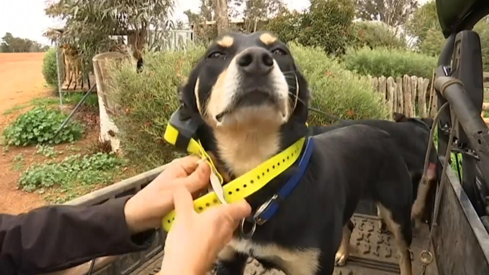 澳洲牧羊犬头戴gps追踪器围着羊群跑来跑去守护一整天真负责 澳洲牧羊犬头戴gps追踪器围着羊群跑来跑去守护一整天真负责