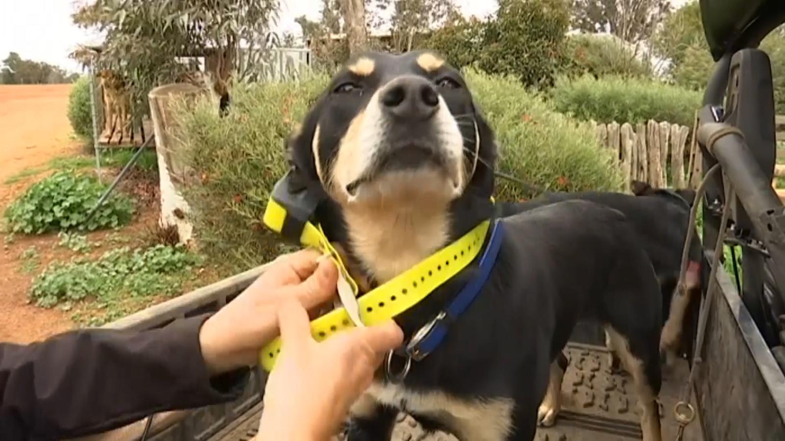 澳洲牧羊犬头戴gps追踪器围着羊群跑来跑去守护一整天真负责