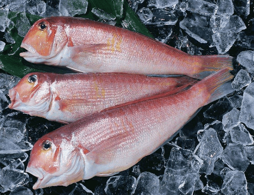 方头鱼是补脑子的,有的人一定不要吃!特别是孕妇!