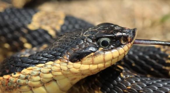 美国一条东方猪鼻蛇,翻肚子散发恶臭,怎料之后的一幕看的人惊住