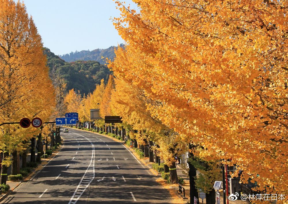 现在这个时候处于红叶最佳观赏期的是这几个景点哦