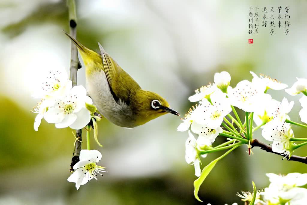 处处闻啼鸟孟浩然春晓3千山鸟飞绝,万径人踪灭柳宗元江雪4江碧鸟逾白