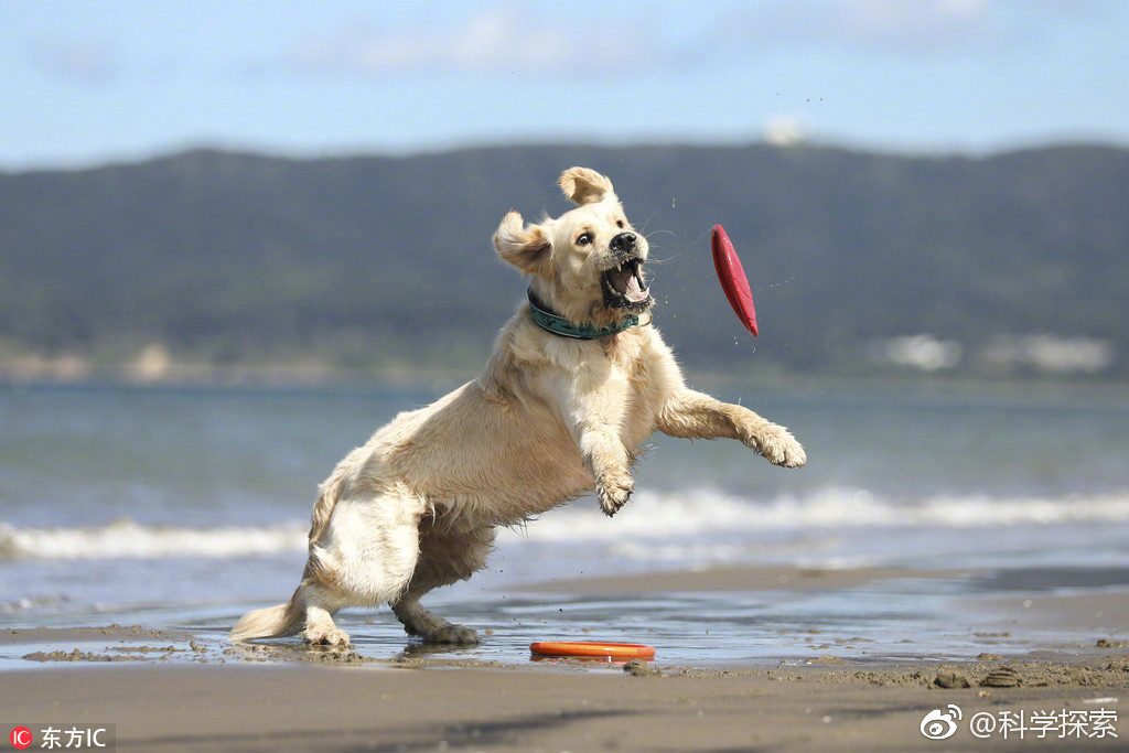 接球接飞盘玩耍是很多狗狗的爱好,它们似乎也天生就具备了这种技能