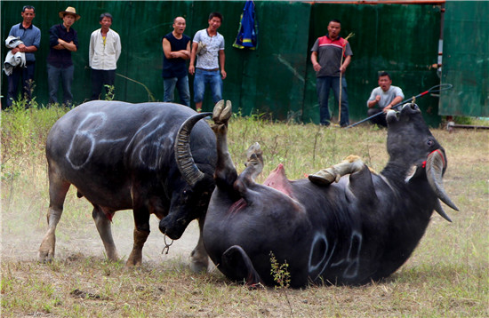 最初媒体和斗牛界称它为"大宽角",获得"雷公王"的封号后,"雷公山牛王"