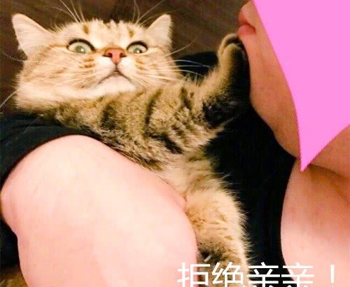 铲屎官亲吻猫咪,没想到被它一把推远,猫咪:手虽短拒绝你却足够
