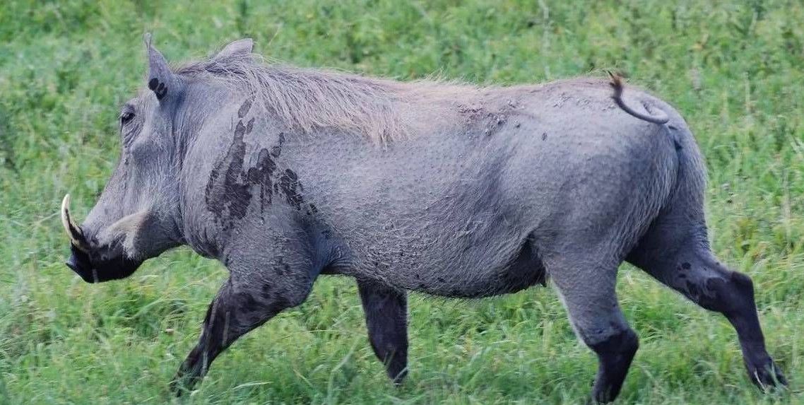 什么虎相斗成语_成语故事简笔画(3)