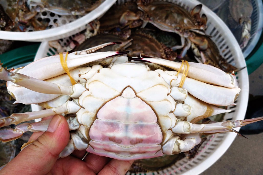 青岛本地梭子蟹个头小难敌外来大块头 20元一斤只有外地蟹一半